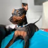 snickers_the_minpin