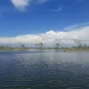 cadaleya0