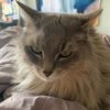 misscleo_callmeoww