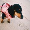 pippa_theminidoxie