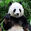 quiet_pandaboy
