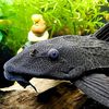 preposterous.plecostomus