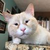 kittycatsu29