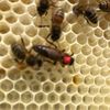 wallys_birds_bees