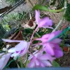 chiluong31