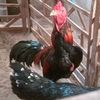 ariya_farm29