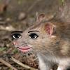 ari_an_actual_rat