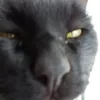 fenriuwu