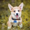 Molly | The Corgi