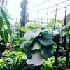 mulyanto_anto40
