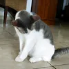 10_kitties