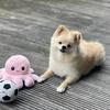 milow.the_pomeranian