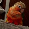 🦜SOROR🦜
