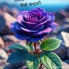 _sududoni0375
