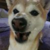 heartssssforkoda