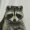 Bandit the Raccoon