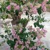 flowergarden6595