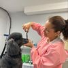 shinypawsgrooming