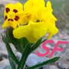 sajidafridi877
