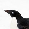 penguino6713