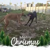 celine.chauvin44