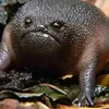 autism.frog