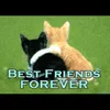 kittenloverfriendly