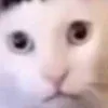 jopiboi