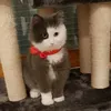 silvericky