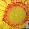 coli265
