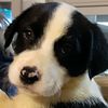 petlover269