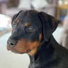 bonniethe.rottie