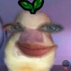 szy_a