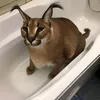 mrcatt112