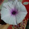rjtaniya3