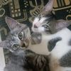 abu_putih0