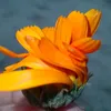 wazir___56