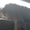 valcyrio_