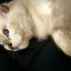 cibikucing
