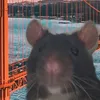 ratopet