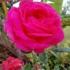 gula_bax1243