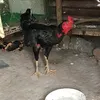 huygadonvip