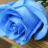 cielo_celest3