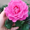 Suhaila  M  Hamad