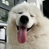 doremonthesamoyed