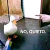 azulad_o