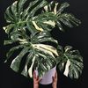 wateryourplantsbish