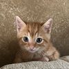 ohmycheeto