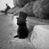 aristocat24