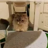 mixcul36
